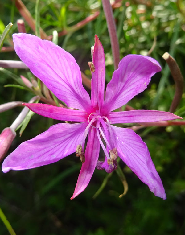 Chamaenerion dodonaei (ex Epilobium dodonaei) - Onograceae